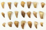 Lot: Assorted Fossil Mosasaur Teeth - Pieces #134128-1